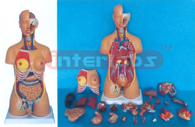 HUMAN DUAL SEX TORSO (24 PCS)